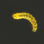 Phyllonorycter lantanella - Sneeuwbalvouwmot