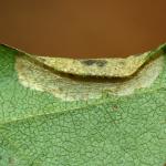 Phyllonorycter acerifoliella - Spaanse-aakvouwmot