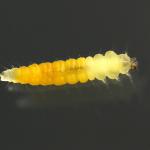 Phyllonorycter nigrescentella - Tentjes-klavervouwmot