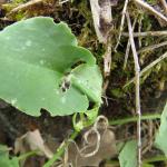 Teleiopsis rosalbella - Vale gordelpalpmot
