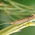 Coleophora sternipennella - Ganzenvoetkokermot