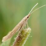 Coleophora sternipennella - Ganzenvoetkokermot