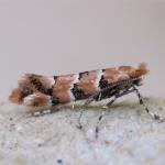 Phyllonorycter trifasciella - Oranje kamperfoelievouwmot