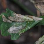 Phyllonorycter lautella - Prachteikenvouwmot