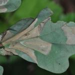 Phyllonorycter lautella - Prachteikenvouwmot