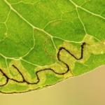 Stigmella freyella - Windemineermot