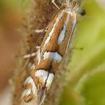 Phyllonorycter quinqueguttella - Kruipwilgvouwmot