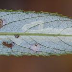 Phyllocnistis valentinensis - Geel-slakkenspoormot