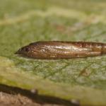 Phyllocnistis valentinensis - Geel-slakkenspoormot