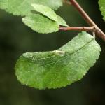Phyllonorycter spinicolella - Sleedoornvouwmot