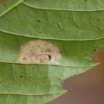 Phyllonorycter messaniella - Veelvraatvouwmot