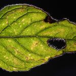 Stephensia brunnichella - Halsbandmineermot