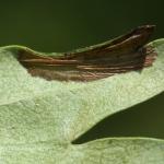 Phyllonorycter oxyacanthae - Meidoornvouwmot