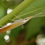 Coleophora gallipennella - Hokjespeulkokermot