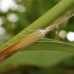 Coleophora gallipennella - Hokjespeulkokermot
