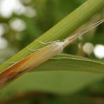 Coleophora gallipennella - Hokjespeulkokermot