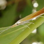 Coleophora gallipennella - Hokjespeulkokermot