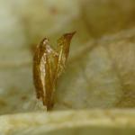 Cameraria gaultheriella - Salalmineermot