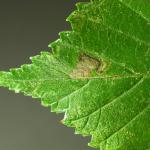 Stigmella viscerella - Zuidelijke iepenmineermot