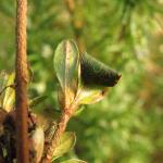 Caloptilia azaleella - Azaleasteltmot