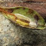 Caloptilia azaleella - Azaleasteltmot