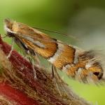 Phyllonorycter ulmifoliella - Berkenvouwmot