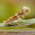 Phyllonorycter salicicolella - Wilgenvouwmot