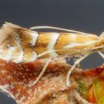 Phyllonorycter salicicolella - Wilgenvouwmot