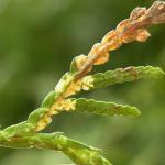 Argyresthia thuiella - Thujamineermot