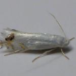 Leucoptera laburnella - Goudenregenmot