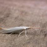 Coleophora betulella - Witte berkenkokermot