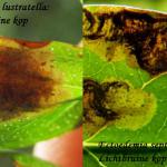 Leucoptera lustratella - Hertshooisneeuwmot