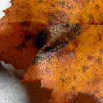 Phyllonorycter ulmifoliella - Berkenvouwmot