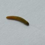 Argyresthia aurulentella - Gestreepte pedaalmot