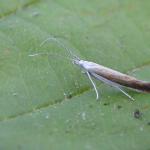 Coleophora saturatella - Driekleurige bremkokermot