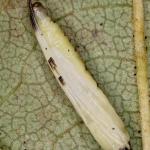 Caloptilia elongella - Bruine elzensteltmot