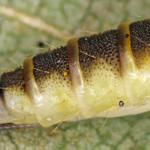 Caloptilia elongella - Bruine elzensteltmot