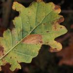 Phyllonorycter quercifoliella - Gewone eikenvouwmot