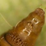 Phyllonorycter quercifoliella - Gewone eikenvouwmot