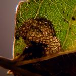 Ectoedemia turbidella - Abelenbladsteelmineermot