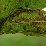 Stigmella oxyacanthella - Boogjesmineermot