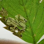 Ectoedemia arcuatella - Aardbeiblaasmijnmot