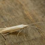 Coleophora pennella - Haartjeskokermot