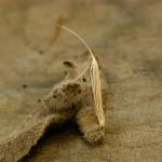 Coleophora pennella - Haartjeskokermot