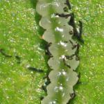 Eriocrania semipurpurella - Variabele purpermot