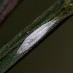Leucoptera spartifoliella - Bremsneeuwmot