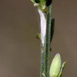 Leucoptera spartifoliella - Bremsneeuwmot