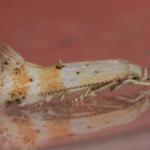 Elachista subocellea - Geelbandgrasmineermot