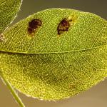 Leucoptera laburnella - Goudenregenmot