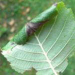 Caloptilia elongella - Bruine elzensteltmot